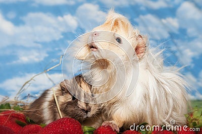 Guinea pigs on strawberries