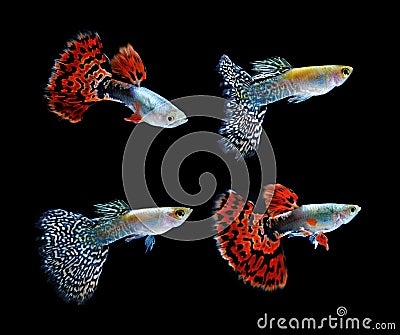 Guppy fish swimming isolated on black