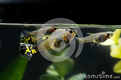 Guppy Multi Colored Fish