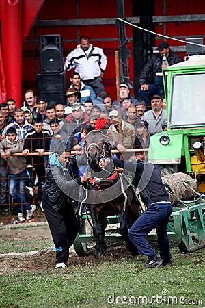 Gypsy horse towing games