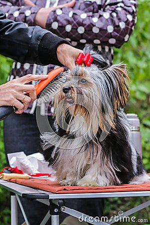 Hairdresser for dogs