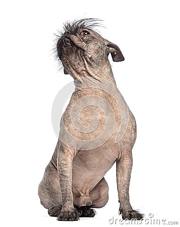 dog crested chinese hairless bulldog breed mixed sitting mix french looking between