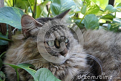 Hairy cat in garden 06