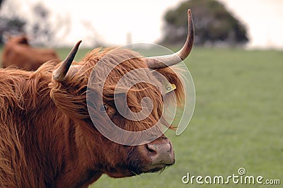 Hairy cow portrait