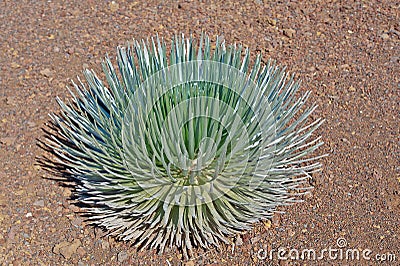 Haleakala Silversword (Hawaiian: āhinahina) Maui