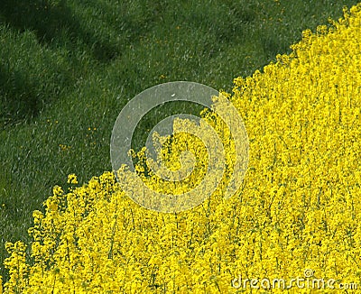 Half fresh green grass field to forage and half yellow field of