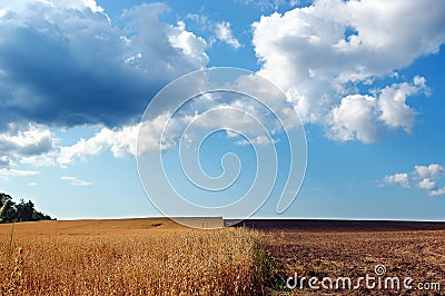 Half-harvested field under cloudy blue sky