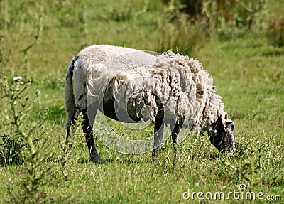 Half Sheared Sheep