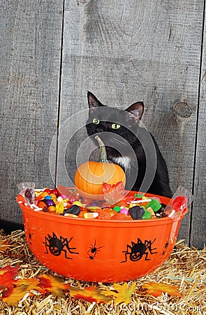 Halloween candy and black cat