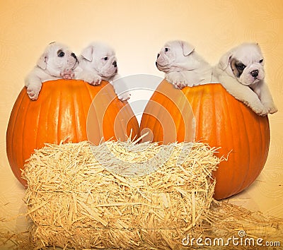 Halloween portrait - 4 puppies 2 pumpkins