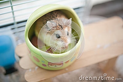 Hamster in cage 3