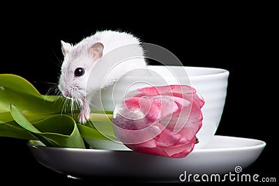 Hamster with cup and tulip