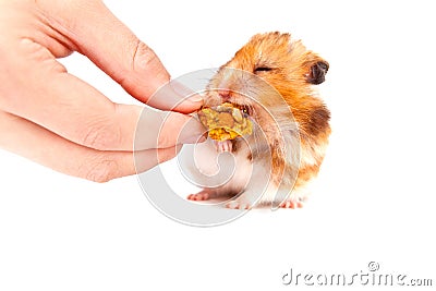 Hamster eating