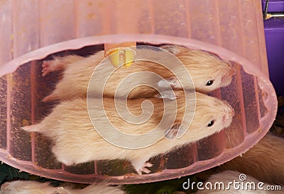 Hamsters in the wheel