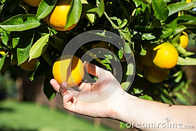 Hand collecting up a tangerine from a tree