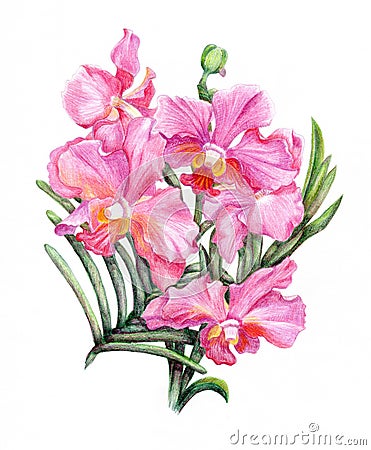 Displaying (20) Gallery Images For Pink Orchid Drawing