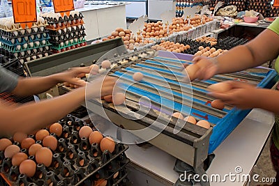 Hand of farm worker collecting size of egg from ma