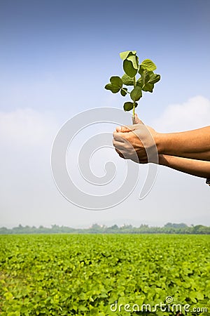 Hand of farmer holding sapling