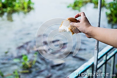 Hand feeding food to fish