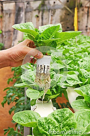 Hand holding hydroponics vegetable
