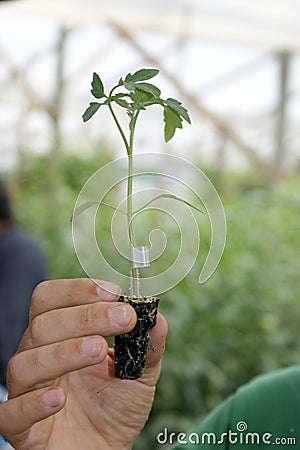 Hand holding plant