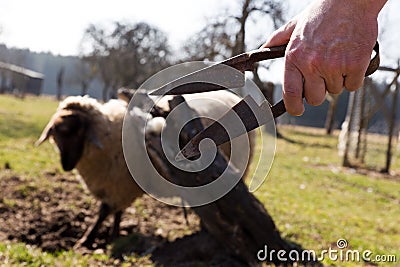 Hand holding sheep shears, sheep in the background