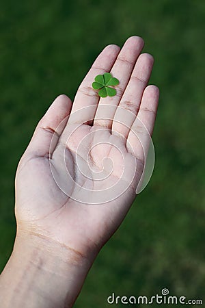 Hand holding three leaf clover