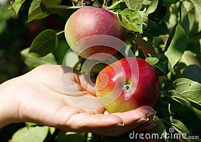 Hand picking an apple from a tree