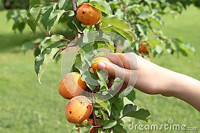 Hand picking apricots from a branch of apricot tree