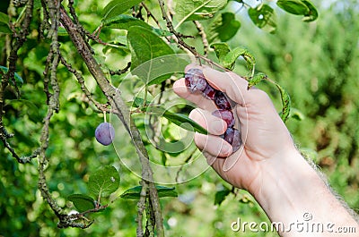 Hand picking a plum from a tree