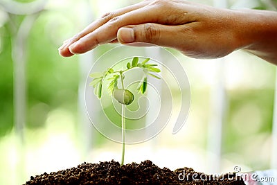 Hand protecting a baby plant