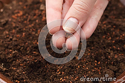Hand seedling