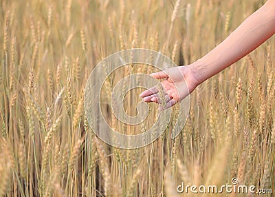 Hand woman touch barley field