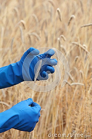 Hands in blue gloves holding ear of rye