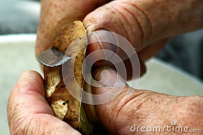 Hands of elder mushroom picker slicing summer cep hat