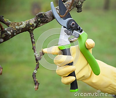Hands with gloves of gardener doing maintenance wo