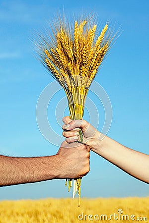 Hands holding bundle of the golden wheat ears