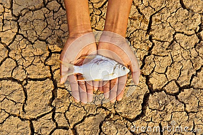 Hands holding fish died on cracked earth
