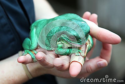 Hands holding large frog