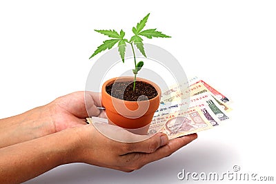 Hands holding money and baby plant