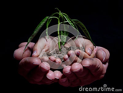 HANDS HOLDING SEEDLING