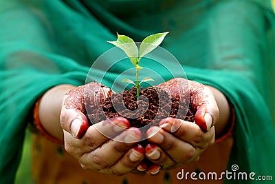 Hands holding small plant
