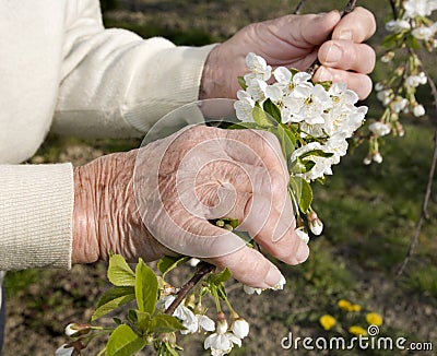 Hands of old woman and cherry tree flowers