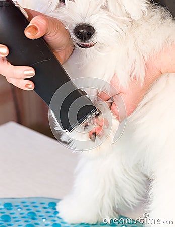 Grooming Maltese dog