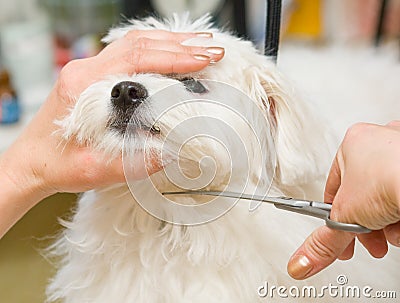 Grooming Maltese dog