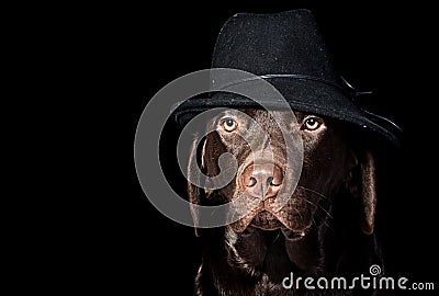 Handsome Chocolate Labrador in Black Hat