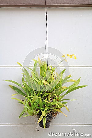 Hanging basket of yellow flower plant