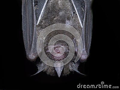 Hanging bat