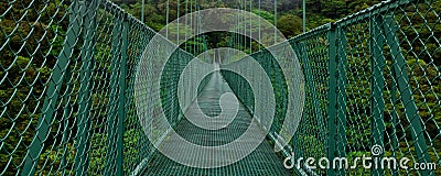 Hanging Bridge in Forest