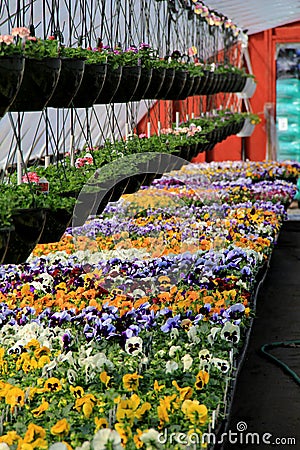 Hanging plants and flats of pansies